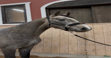  hästar i Falköping - Annons 11