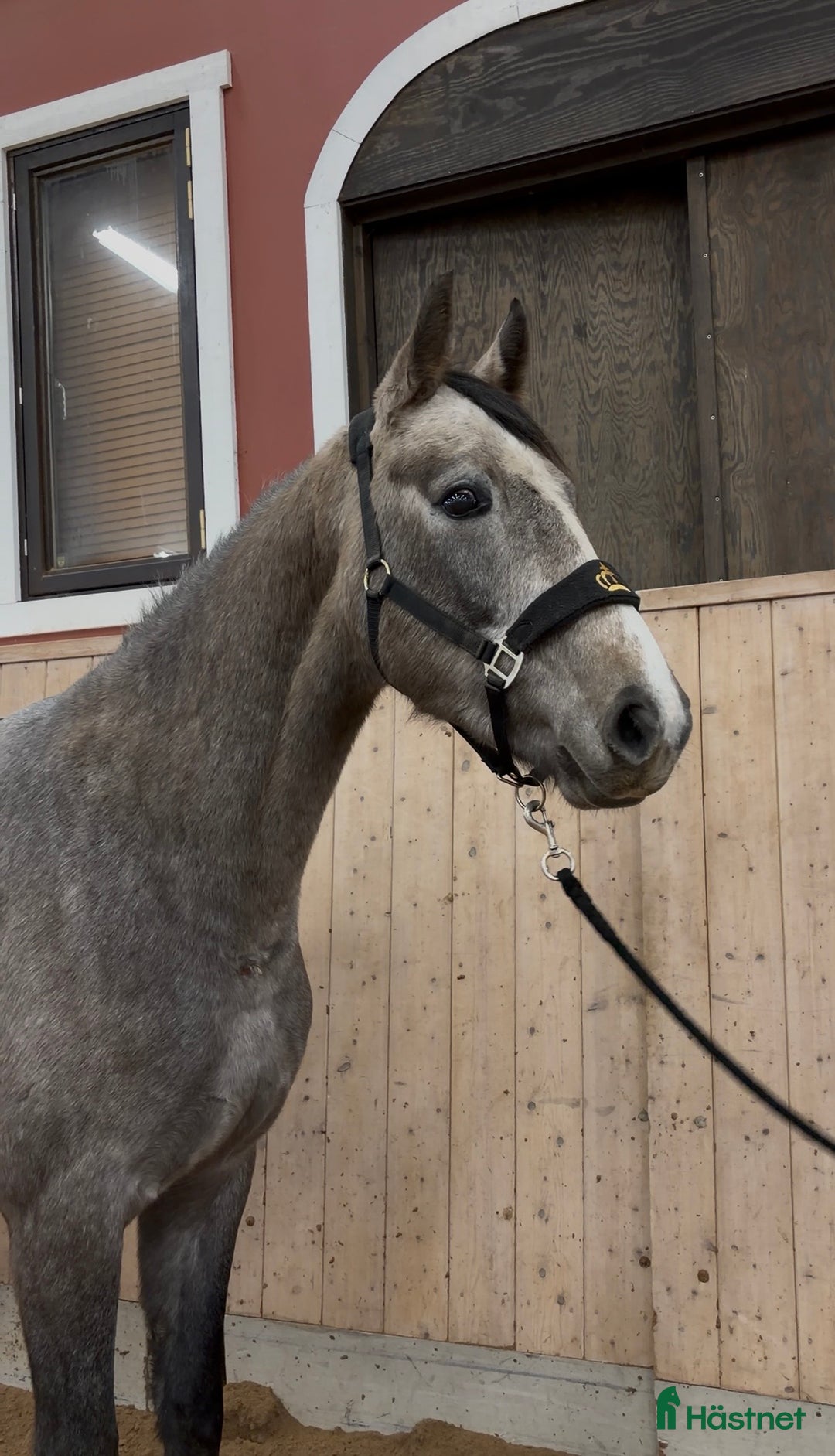 Hoppning hästar till salu: Kvick och försiktig 3-åring! i Falköping - Annons 3