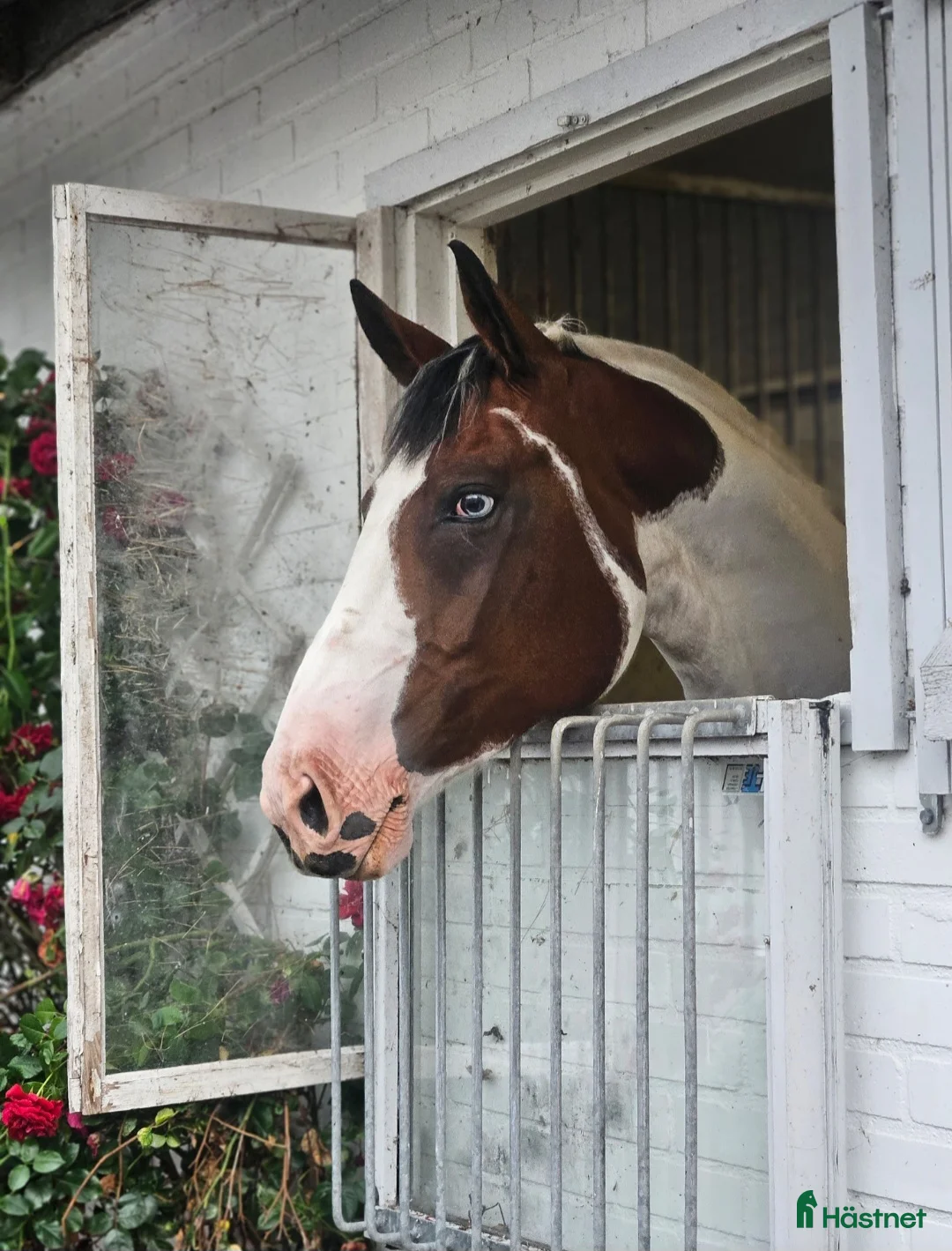 Allround hästar till salu: Vackert sto  - Annons 2