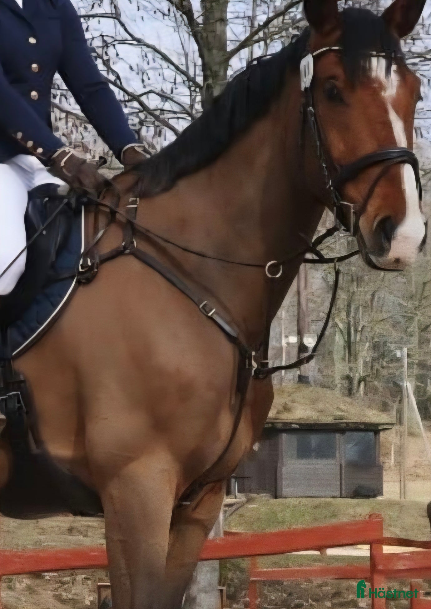 Övrig Hästutrustning hästutrustning Förbygel i Växjö - Annons 22