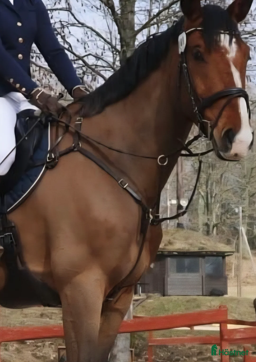 Övrig Hästutrustning hästutrustning till salu: Förbygel i Växjö - Annons 1