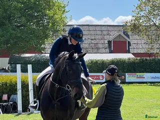 hästar fantastiskt sto i Helsingborg - Annons 3