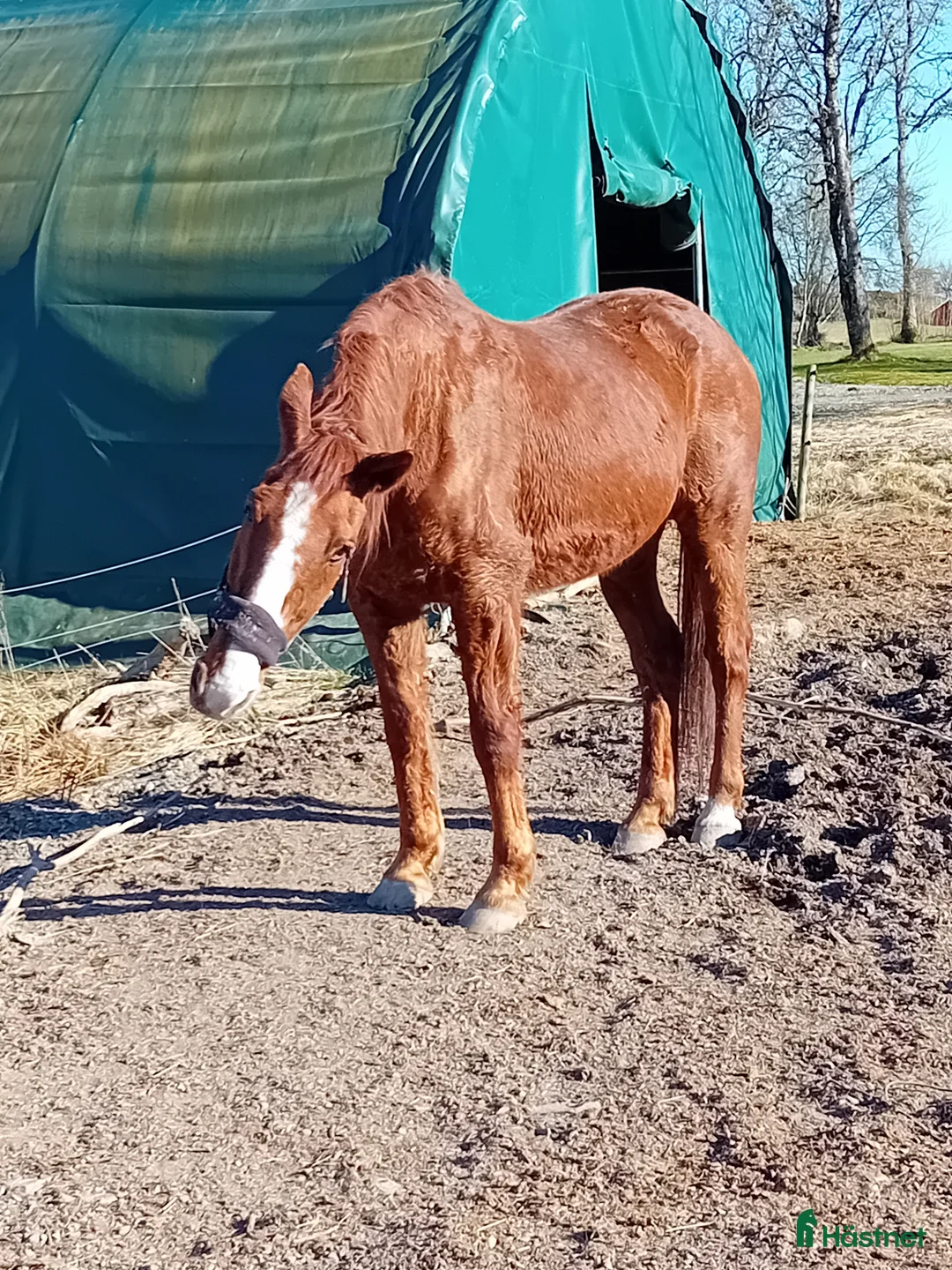 Övrigt hästar till salu: Pigg 23-åring i Högsäter - Annons 2