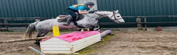 Allround hästar till salu: Selection of Connemara ponies  - Annons 13