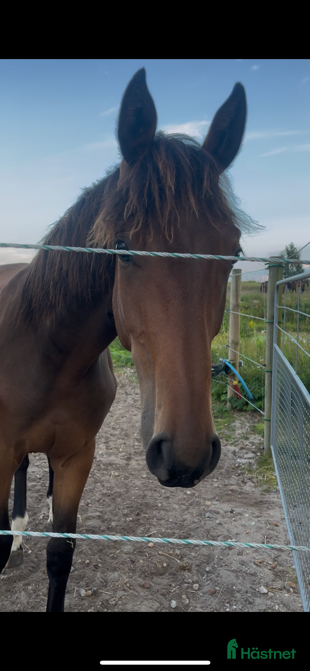 Avelshästar hästar till salu: Top avlshoppe sælges, hophest - Annons 28