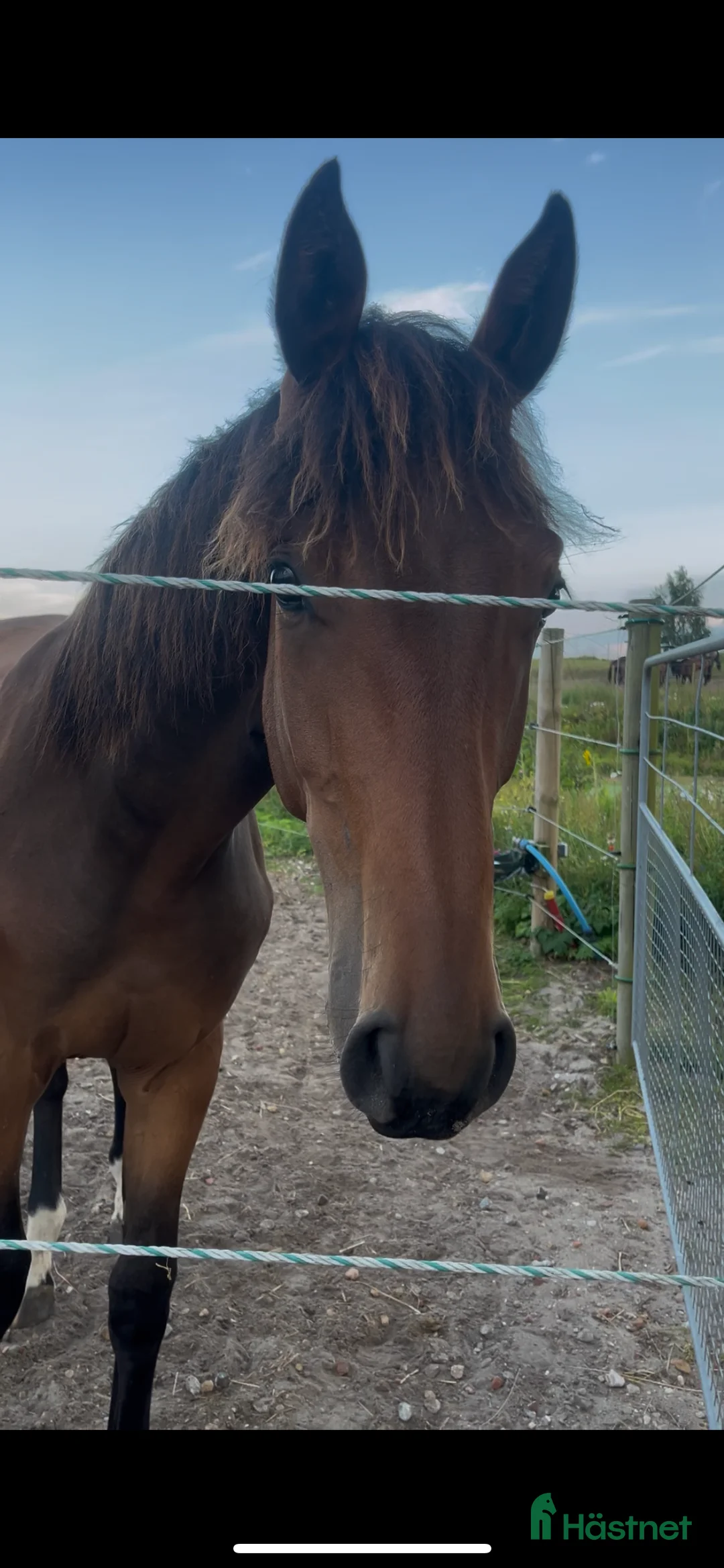 Avelshästar hästar till salu: Top avlshoppe sælges, hophest - Annons 28