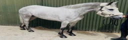 Allround hästar till salu: Irish riding ponies  - Annons 14