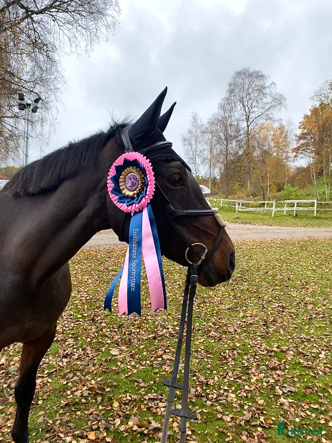 Fälttävlan hästar till salu: Bästavän  i Borås - Annons 2