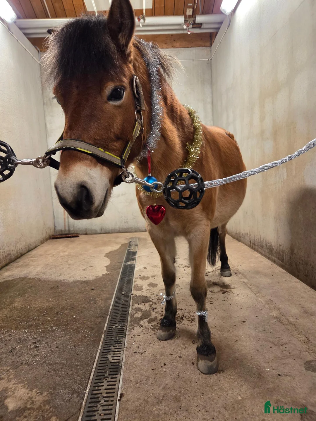 Allround hästar till salu: Trevlig och social ponny  - Annons 2