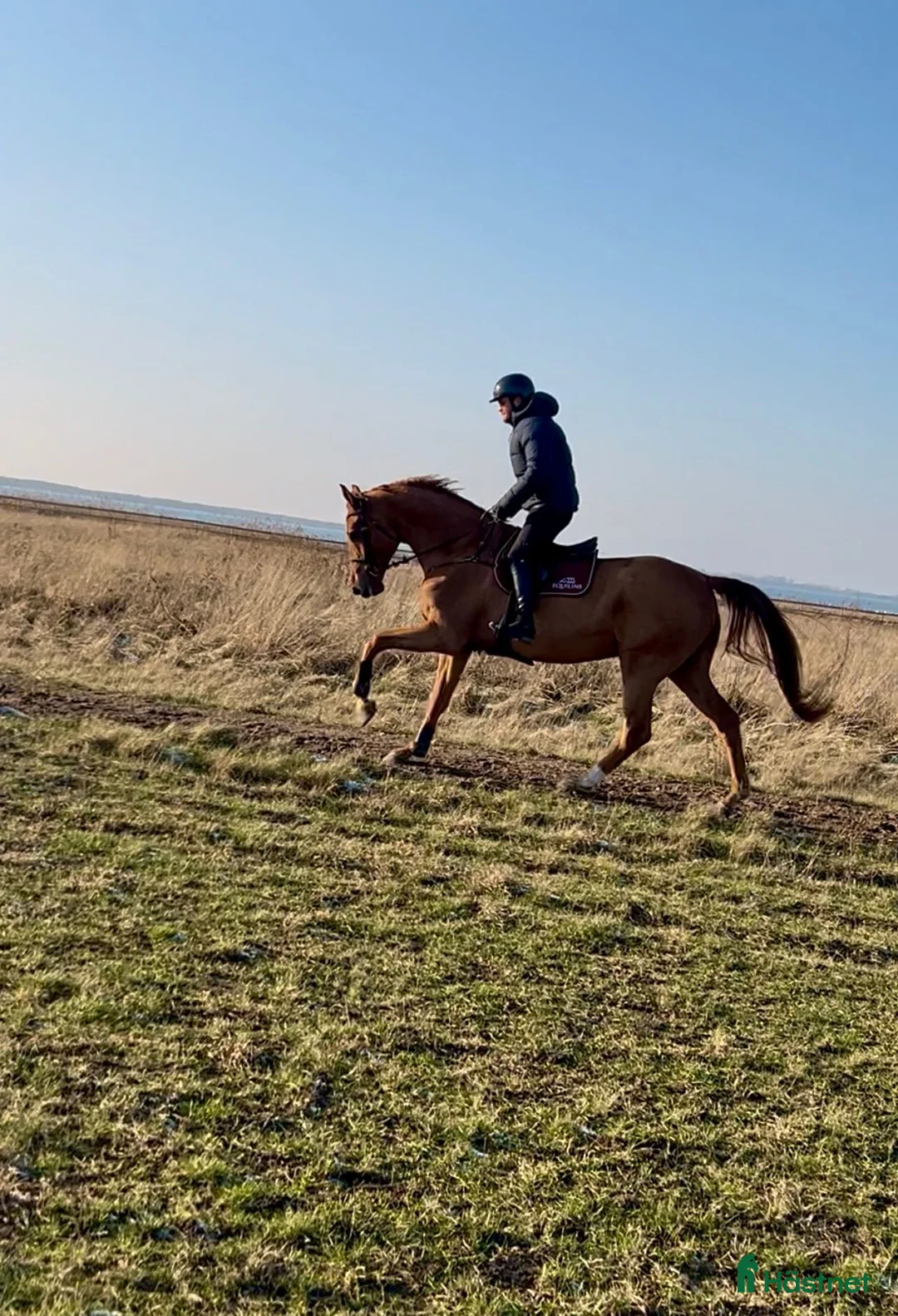 Hoppning hästar till salu: Kief Leo – modig schoolmaster i Höllviken - Annons 1