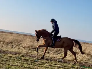 hästar Kief Leo – modig schoolmaster i Höllviken - Annons 1