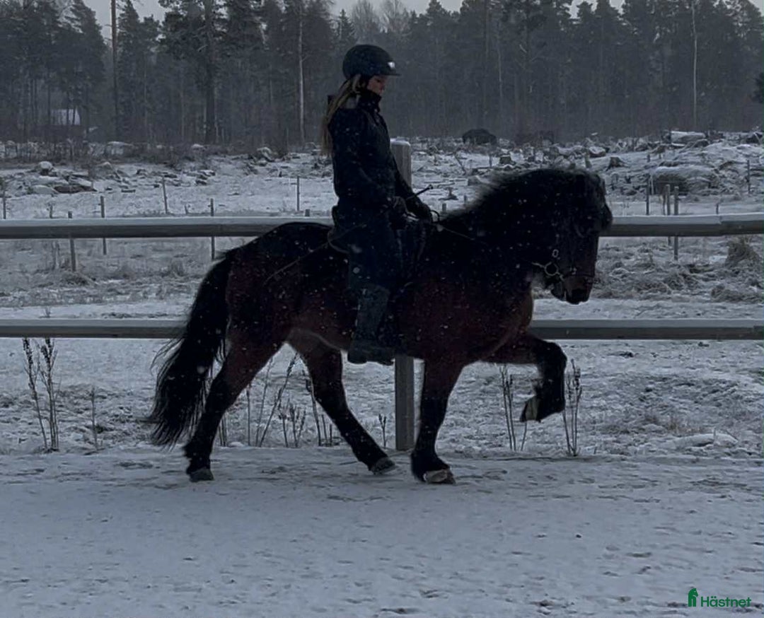 Island hästar till salu: Trevlig femgångssto/bra stam, Lind från Lindhof  i Gimo - Annons 2