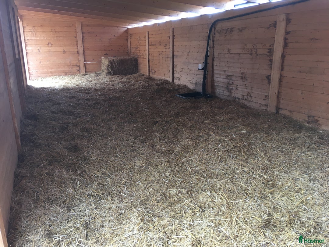  stallplats finnes: Lösdrift Unghingst Valack Sto Norrköping 2500:-  i Norrköping - Annons 6