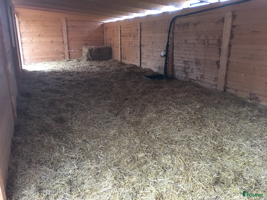  stallplats finnes: Lösdrift Unghingst Valack Sto Norrköping 2500:-  i Norrköping - Annons 6