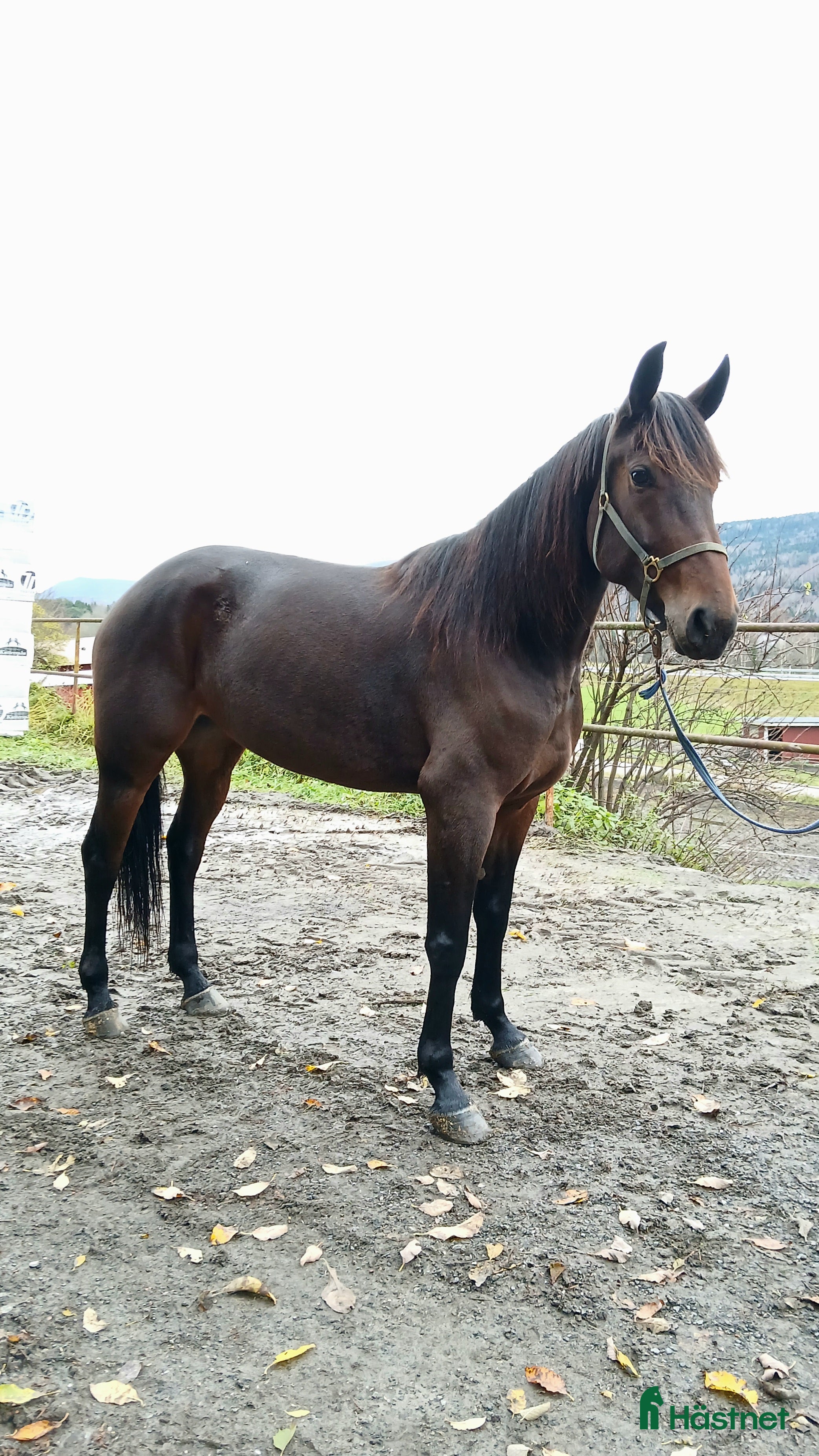  hästar Tävlingshäst  i Indal - Annons 11