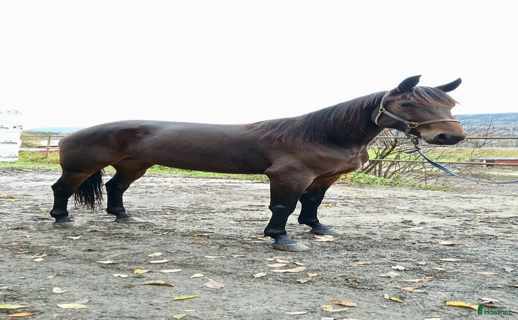  hästar i Indal - Annons 8