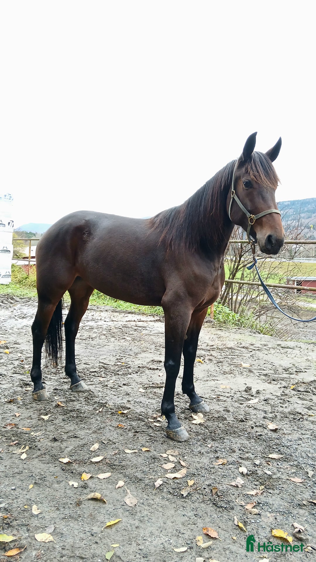Trav hästar till salu: Tävlingshäst  i Indal - Annons 1