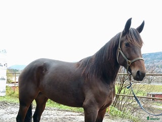 hästar Tävlingshäst i Indal - Annons 23