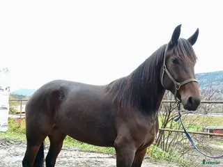 hästar Tävlingshäst i Indal - Annons 15