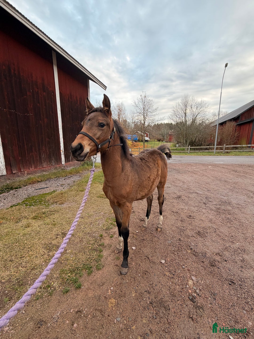 Allround hästar till salu: Blivande D ponny sto i Vimmerby - Annons 8
