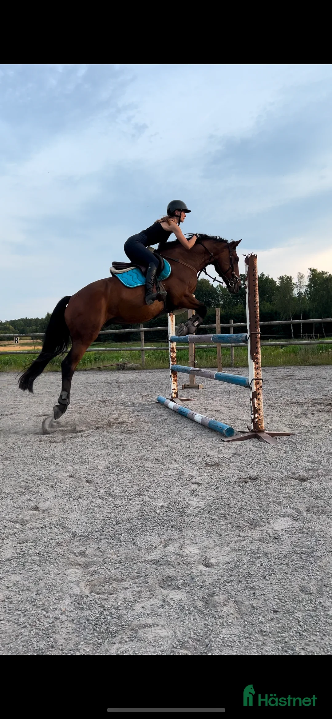 Hoppning hästar till salu: Din nya polle?  i Bjärnum - Annons 1