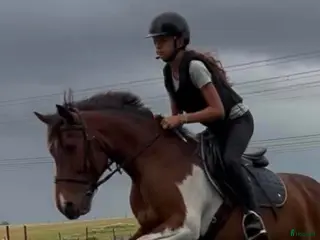 hästar Drömponnyn Trixie - Annons 1