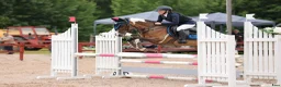 Hoppning hästar till salu: Supersnäll C ponny  - Annons 1
