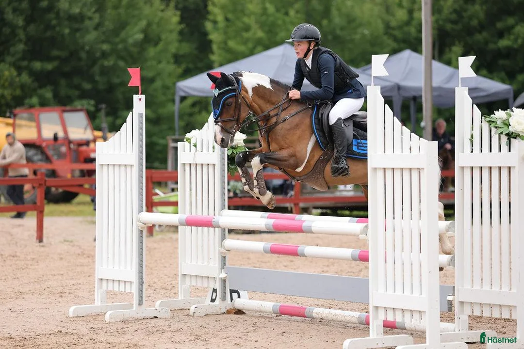 Hoppning hästar till salu: Supersnäll C ponny  - Annons 1