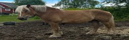 Allround hästar till salu: Fin 3åring - Annons 2