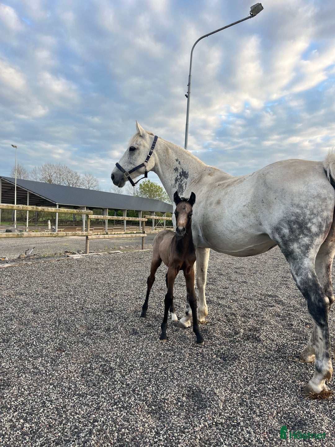Allround hästar till salu: Snäll D-ponny för ridning och avel! i Broby - Annons 5