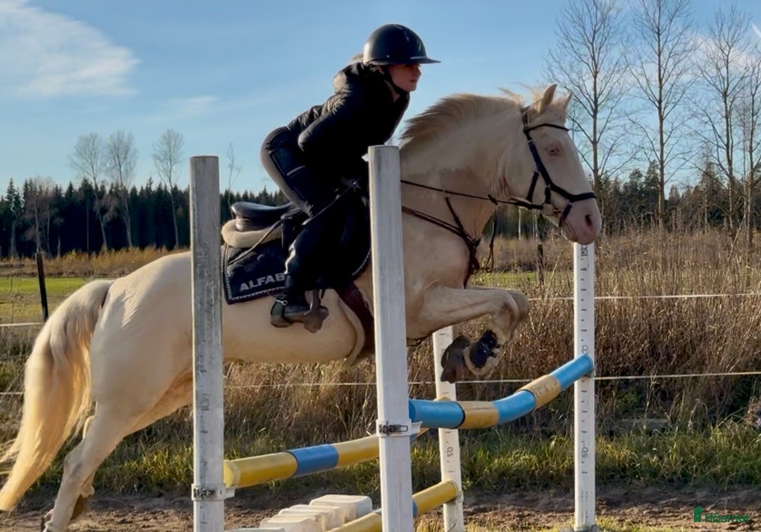 Allround hästar till salu: En riktig blickfångare  i Västerfärnebo - Annons 2