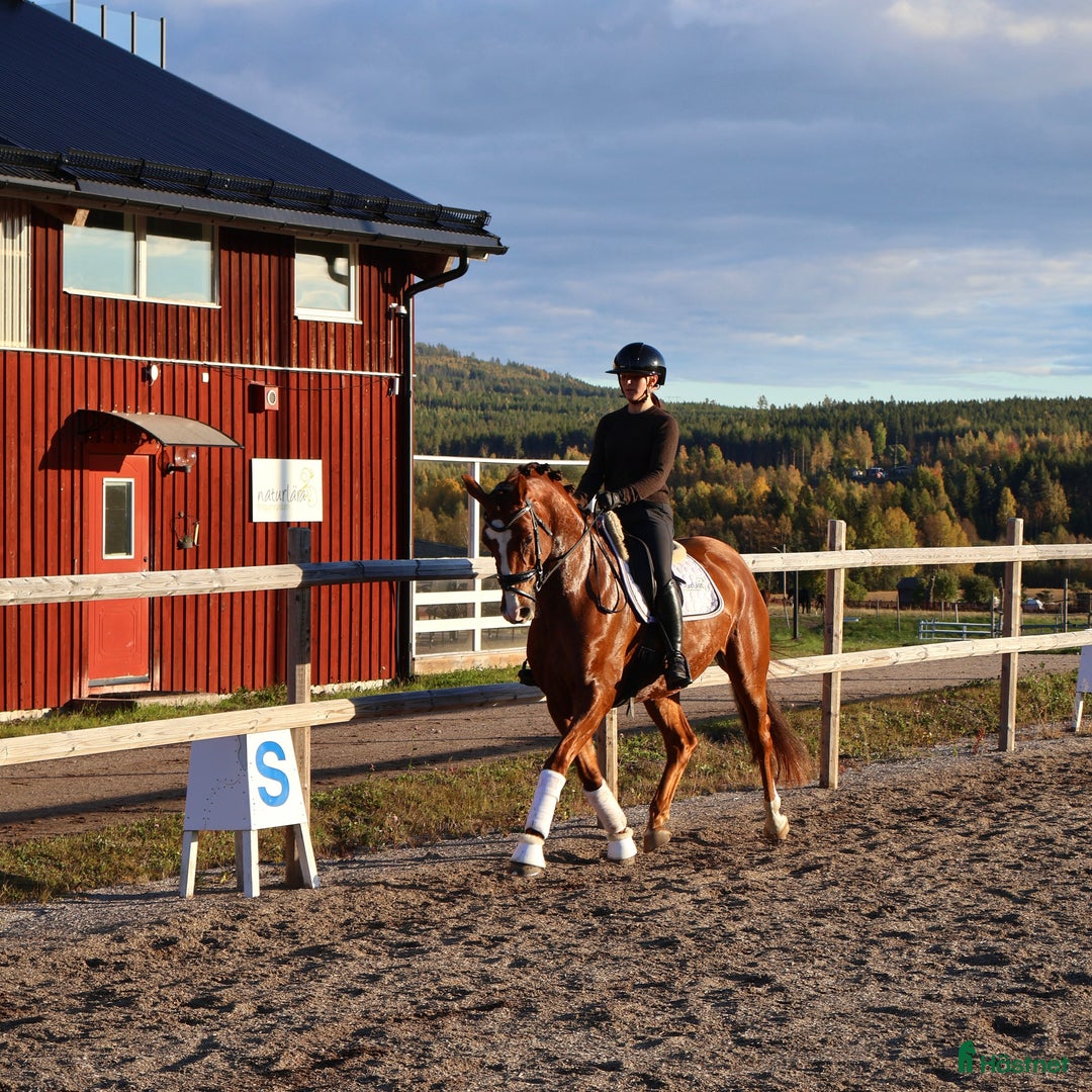 Dressyr hästar till salu: Otroligt kvalitativt sto för framtiden  i Vallsta - Annons 6