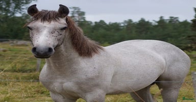  hästar i Söderköping - Annons 9