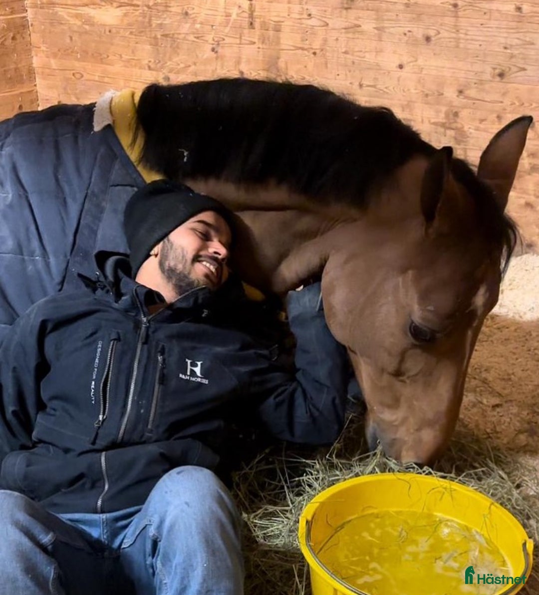  hästjobb finnes: Lundbäck & Cristofoletti letar duktighästskötare ! i Norrköping - Annons 7