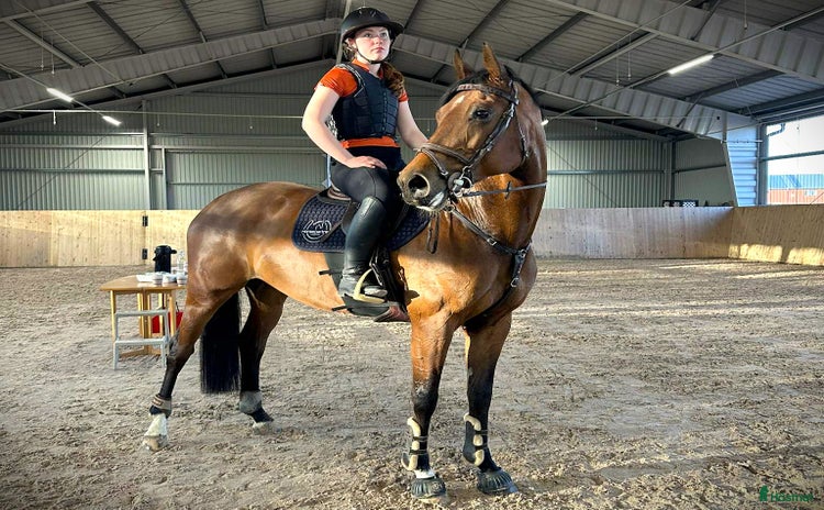  hästar i Helsingborg - Annons 1