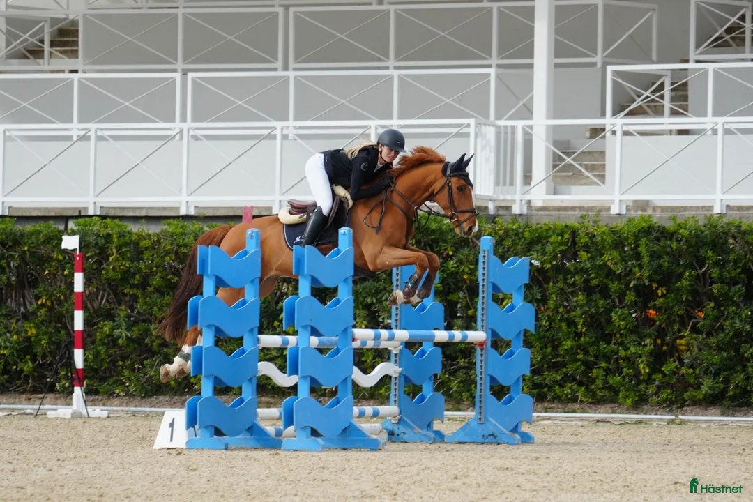 Hoppning hästar till salu: Söt liten hopphäst - Annons 1