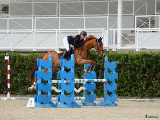 hästar Söt liten hopphäst - Annons 20