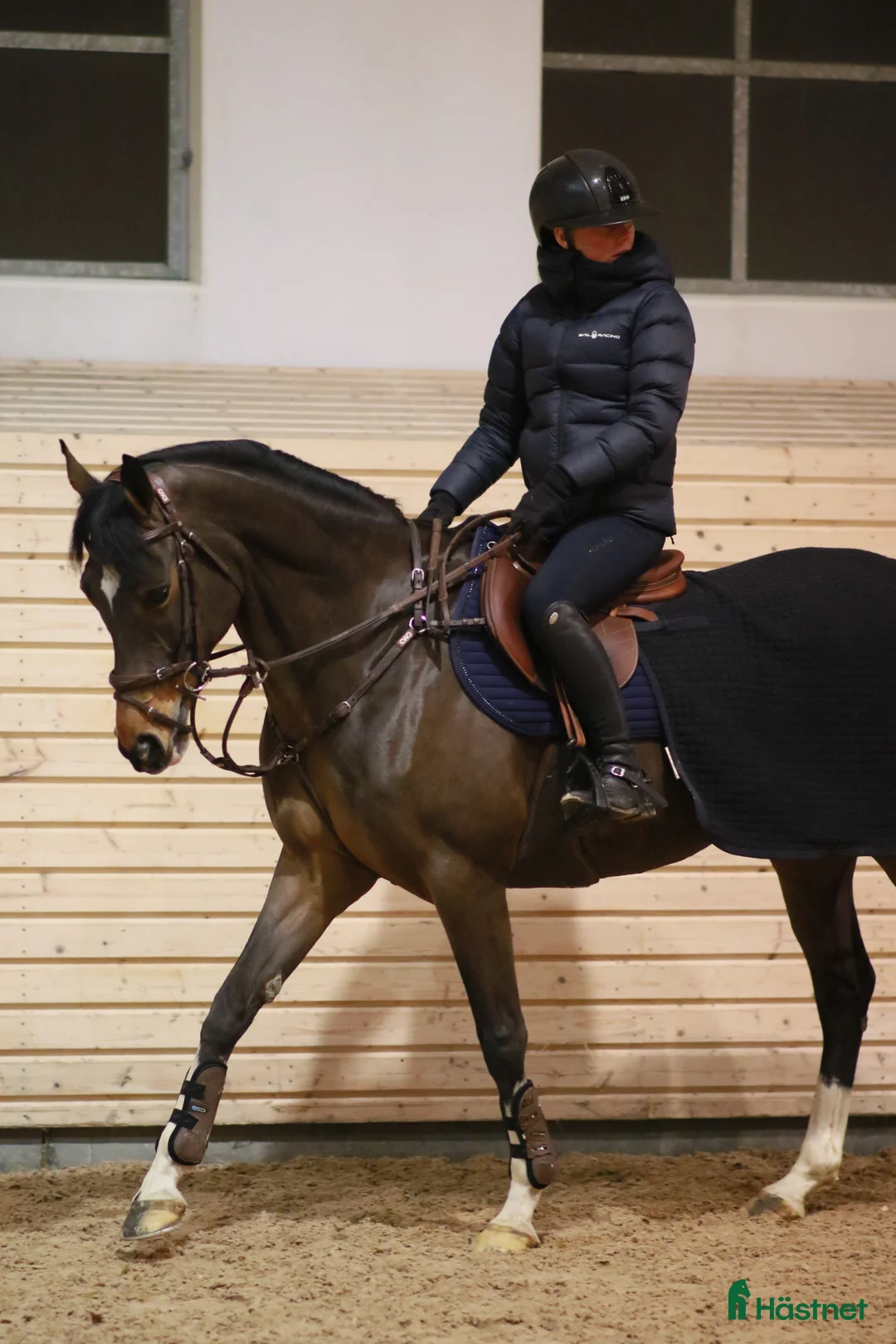 Allround hästar till salu: 12 år, valack, 148 cm - Annons 2