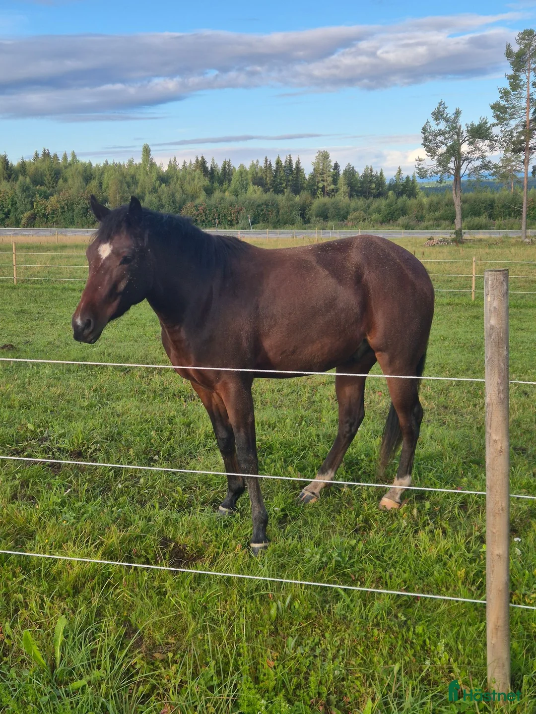 Western hästar till salu: Paintvalack - Annons 1
