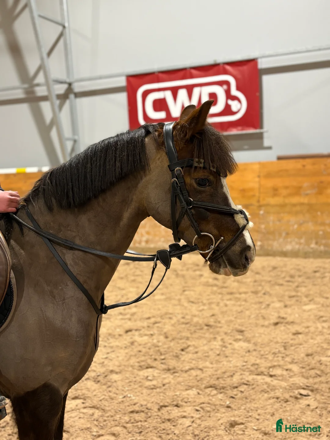 Hoppning hästar till salu: Häftig ponny för de största! i Västra Tunhem - Annons 2