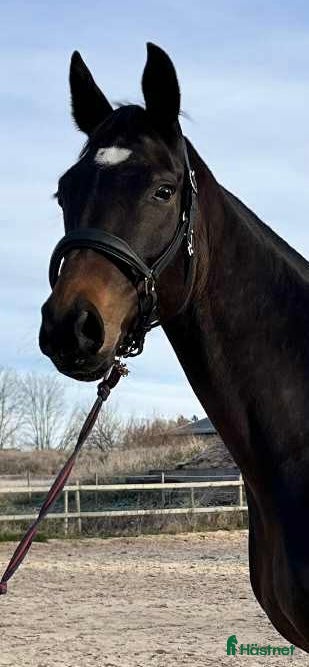  hästar Vackert dressyr sto med toppstam i Fjälkinge - Annons 9