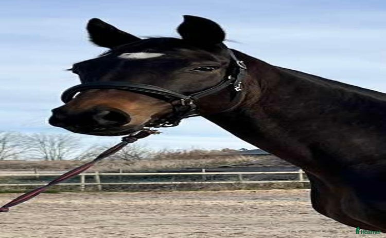  hästar Vackert dressyr sto med toppstam i Fjälkinge - Annons 1