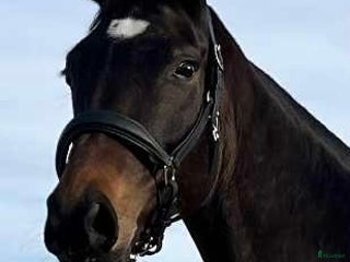 hästar Vackert dressyr sto med toppstam i Fjälkinge - Annons 3