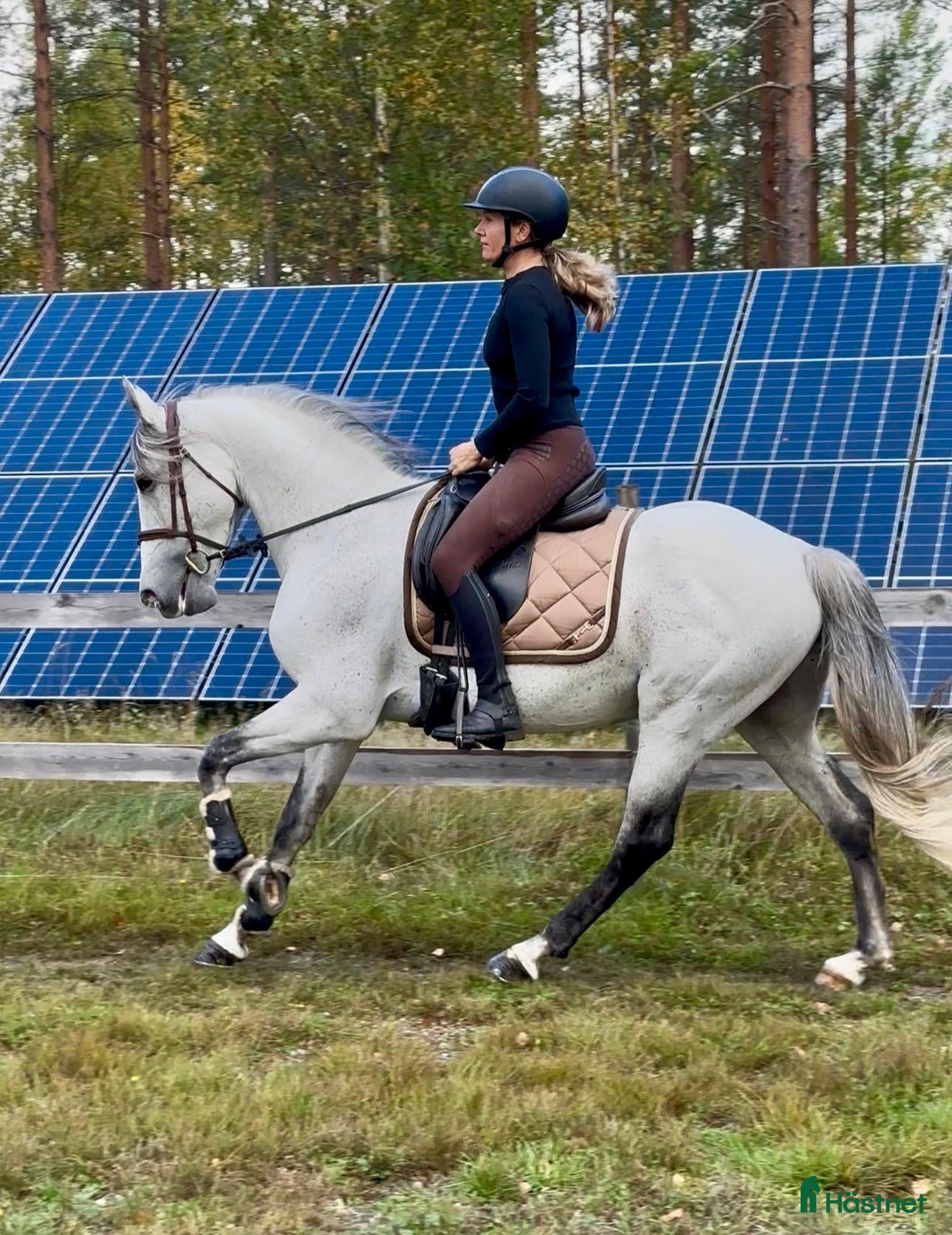  hästar Fin valack till salu - Annons 2