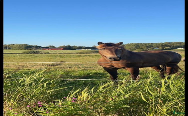  hästar i Kungälv - Annons 14