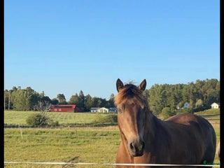 hästar Personlig och go häst säljes i Kungälv - Annons 8