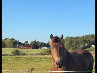 hästar Personlig och go häst säljes i Kungälv - Annons 18