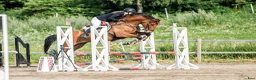 Hoppning hästar till salu: Lovande 4åring  - Annons 3