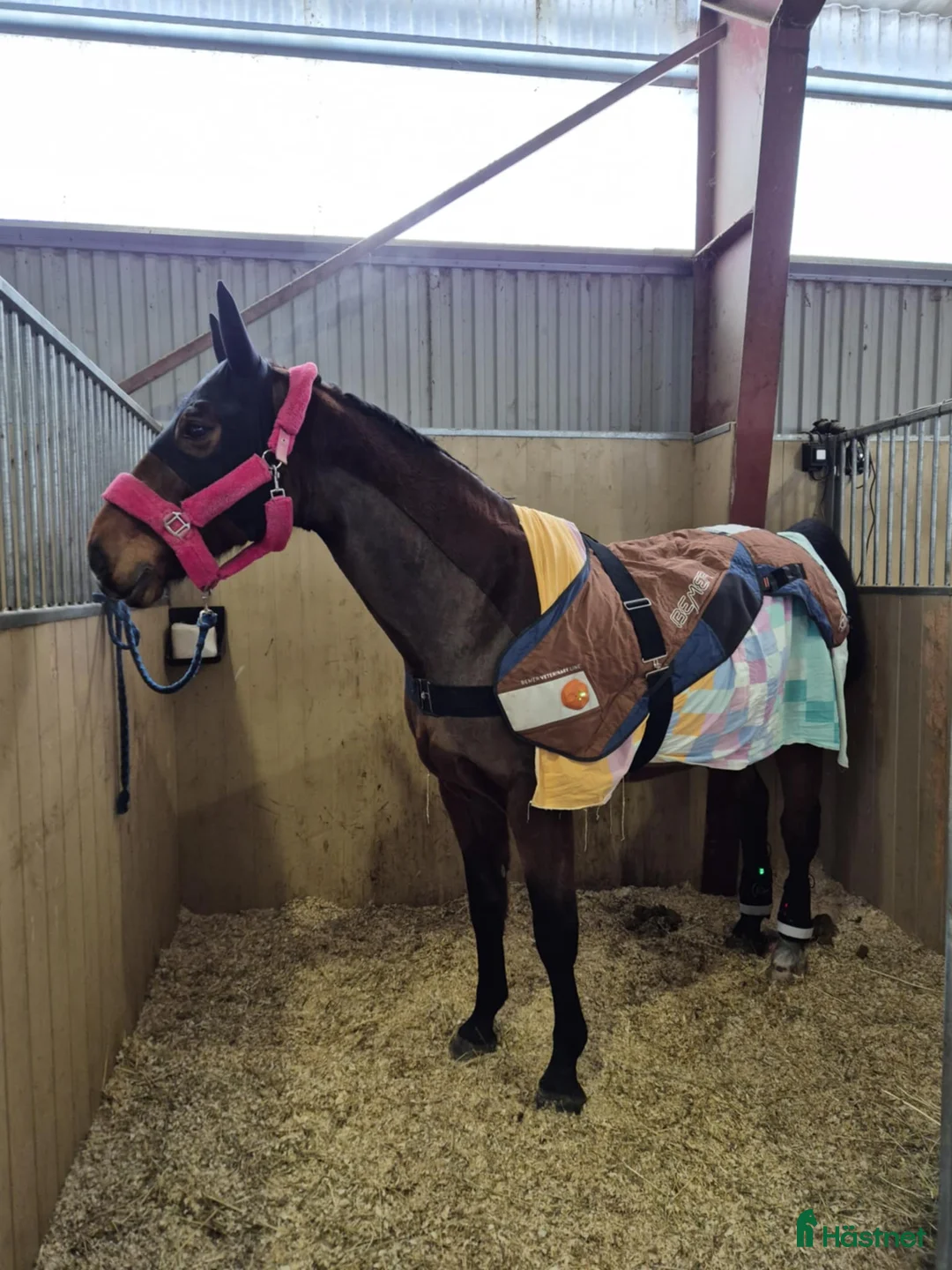  hästservice finnes: Hästterapeut i Vännäs - Annons 1