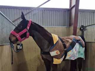 hästservice finnes: Hästterapeut i Vännäs - Annons 1